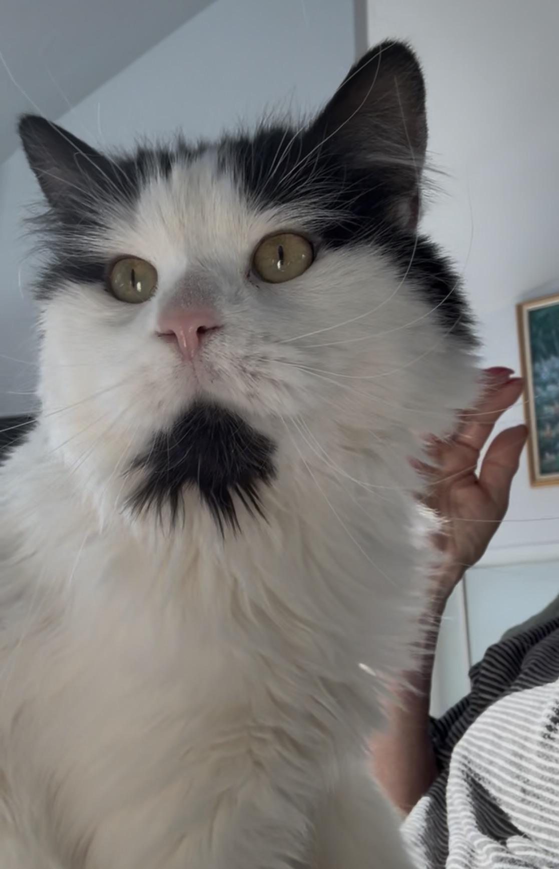 Caresses, a Adoptable Domestic Long Hair in Montreal, QC image 4/5