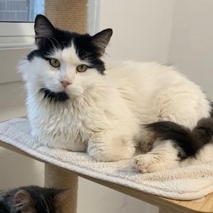 Caresses, a Adoptable Domestic Long Hair in Montreal, QC image 3/6