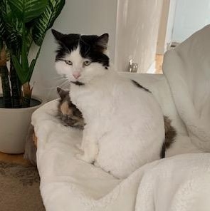 Caresses, a Adoptable Domestic Long Hair in Montreal, QC image 2/6