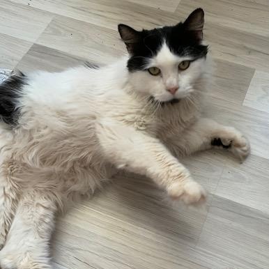 Caresses, a Adoptable Domestic Long Hair in Montreal, QC image 4/6