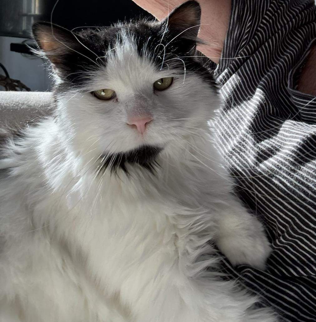 Caresses, a Adoptable Domestic Long Hair in Montreal, QC image 2/5