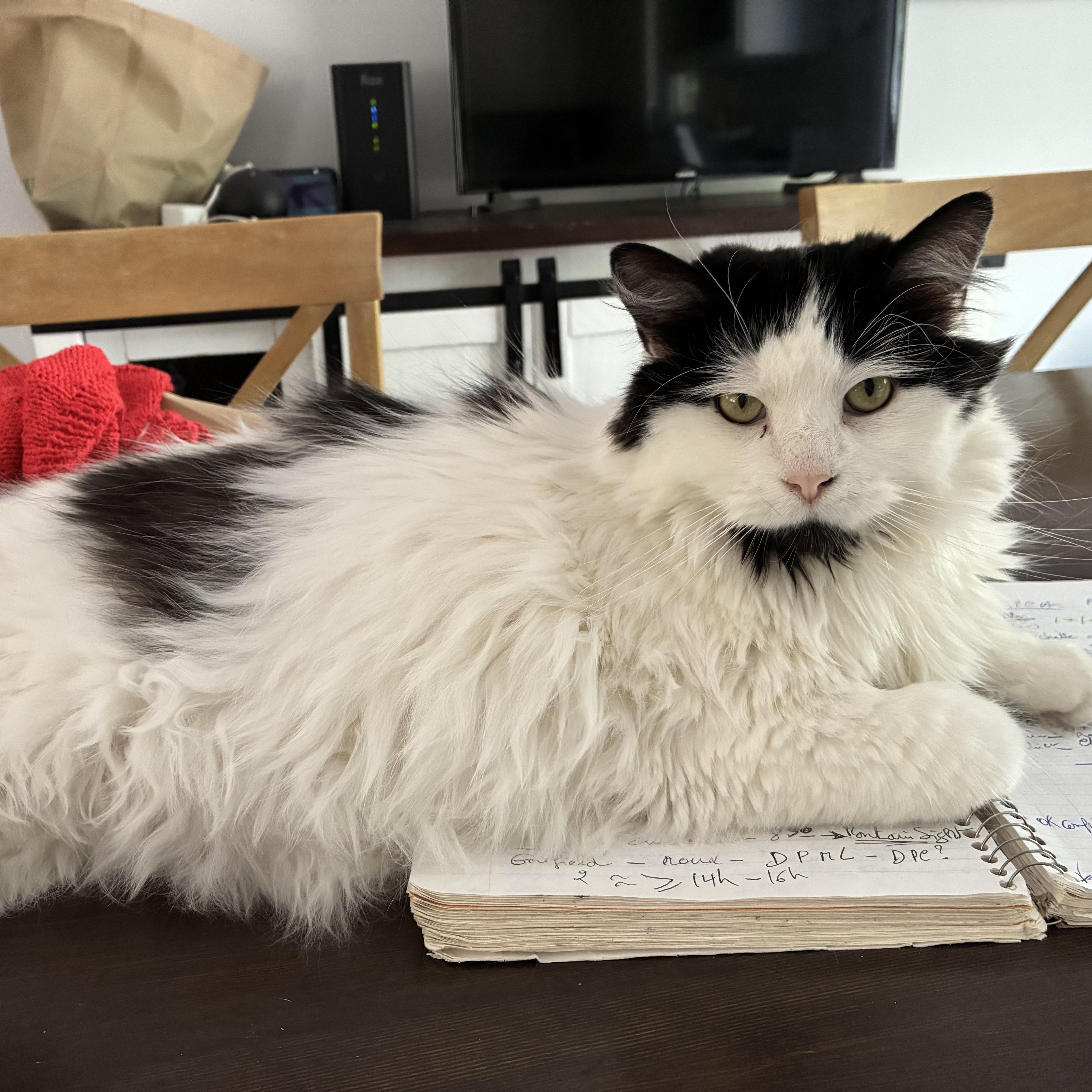 Caresses, Adoptable, Adult Male Domestic Long Hair.