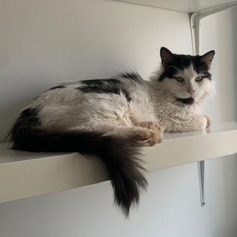 Enlarge Caresses, a Adoptable Domestic Long Hair in Montreal, QC image 1/6
