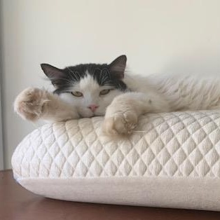 Caresses, Adoptable, Young Male Domestic Long Hair.