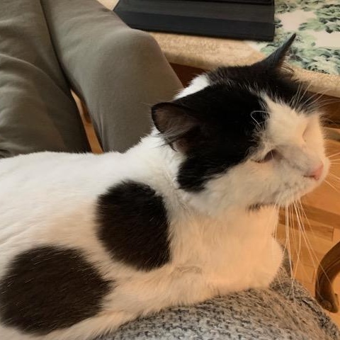 Caresses, a Adoptable Domestic Long Hair in Montreal, QC image 3/6