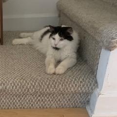 Caresses, a Adoptable Domestic Long Hair in Montreal, QC image 5/6