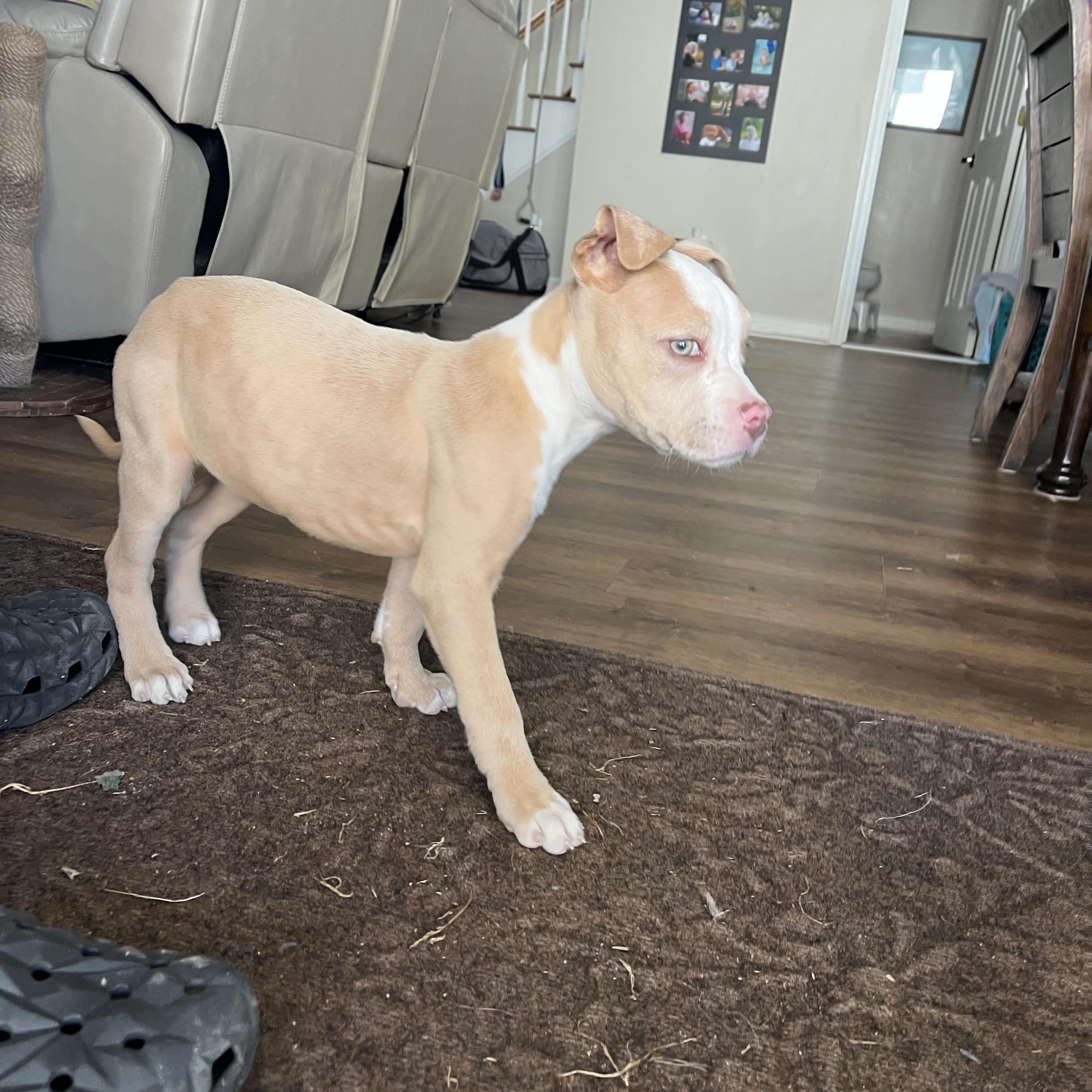 Enlarge Princess Safia, a ADOPTABLE Pit Bull Terrier in Little River, SC image 2/6