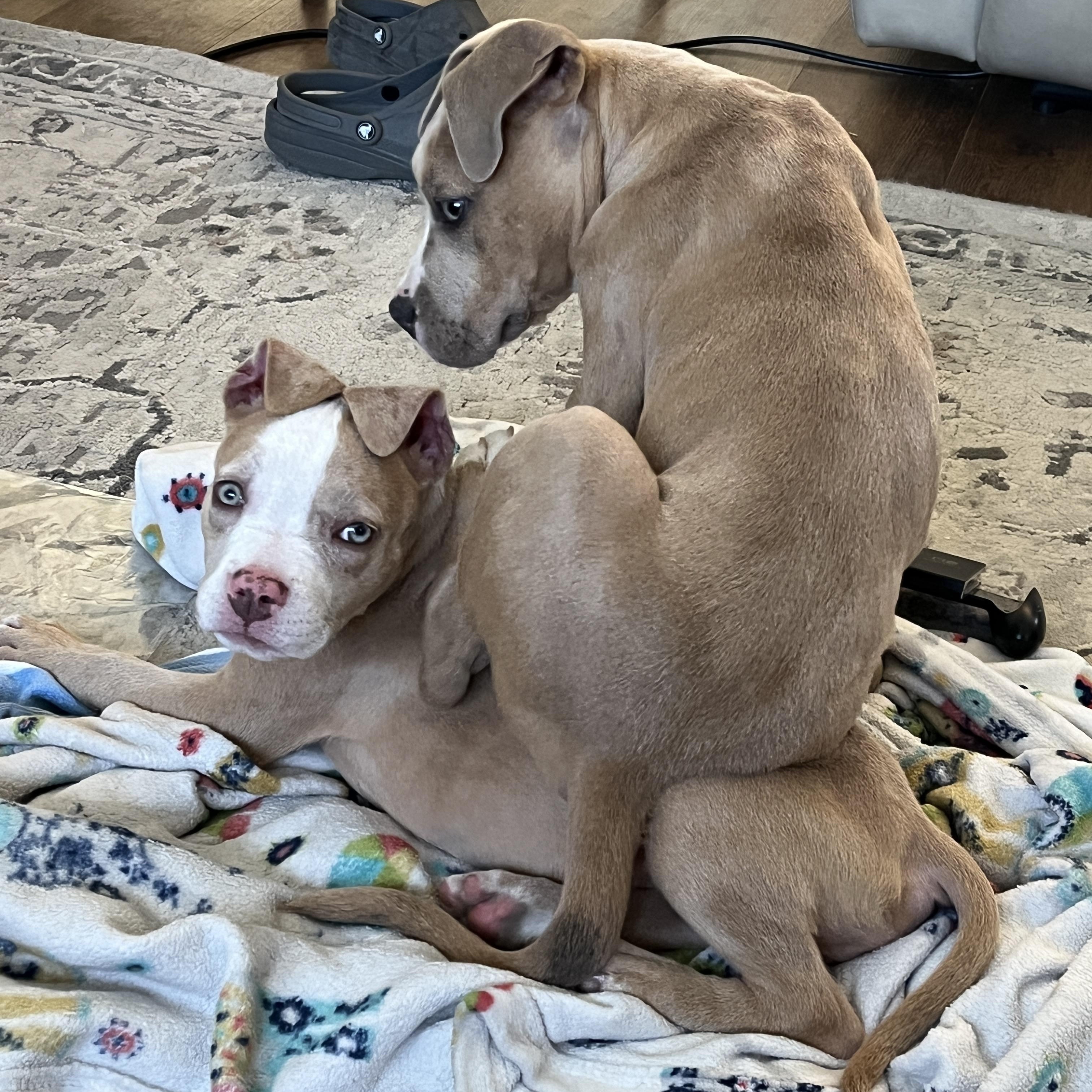 Enlarge Princess Safia, a ADOPTABLE Pit Bull Terrier in Little River, SC image 4/6