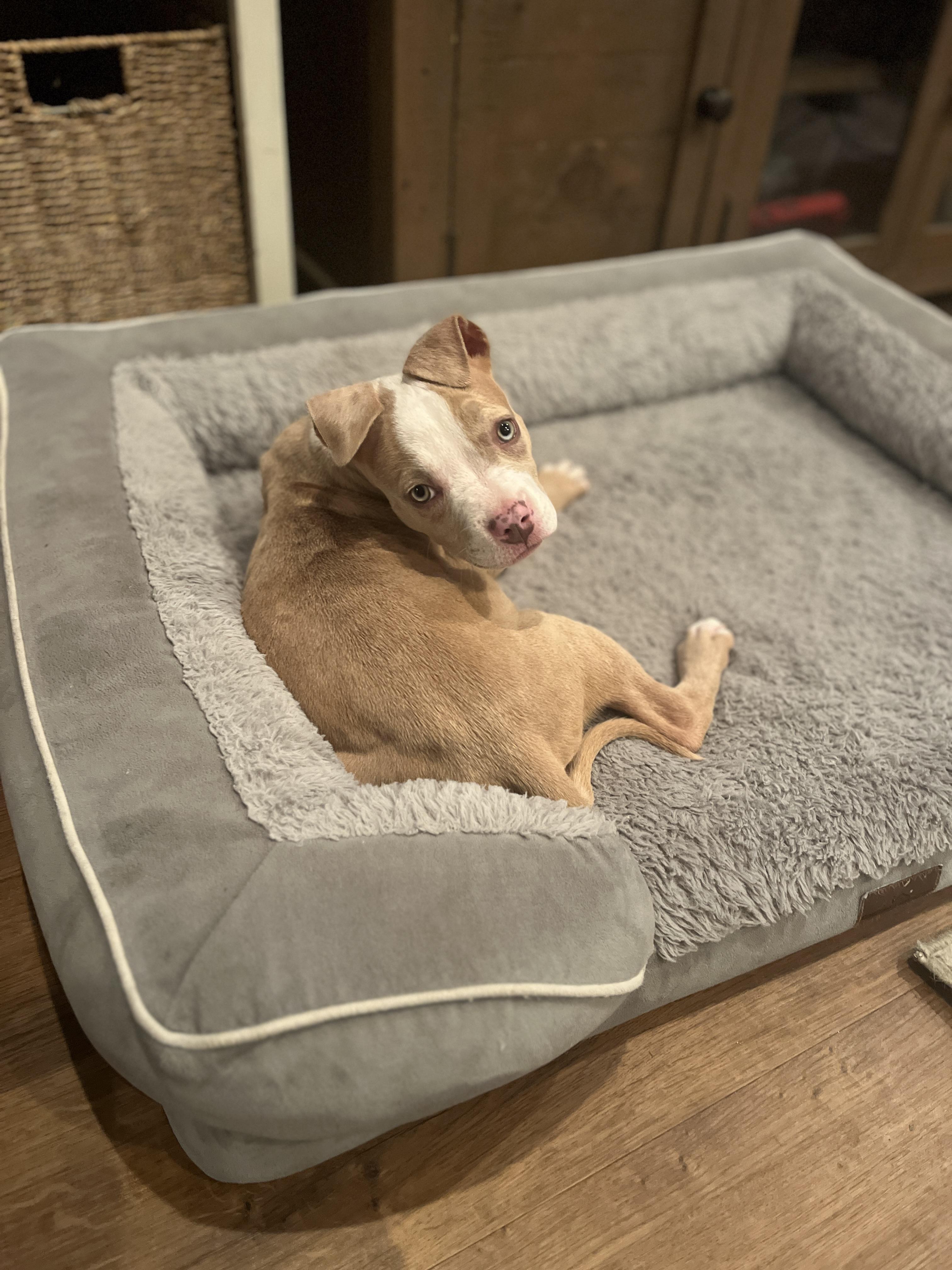 Enlarge Princess Safia, a ADOPTABLE Pit Bull Terrier in Little River, SC image 3/6