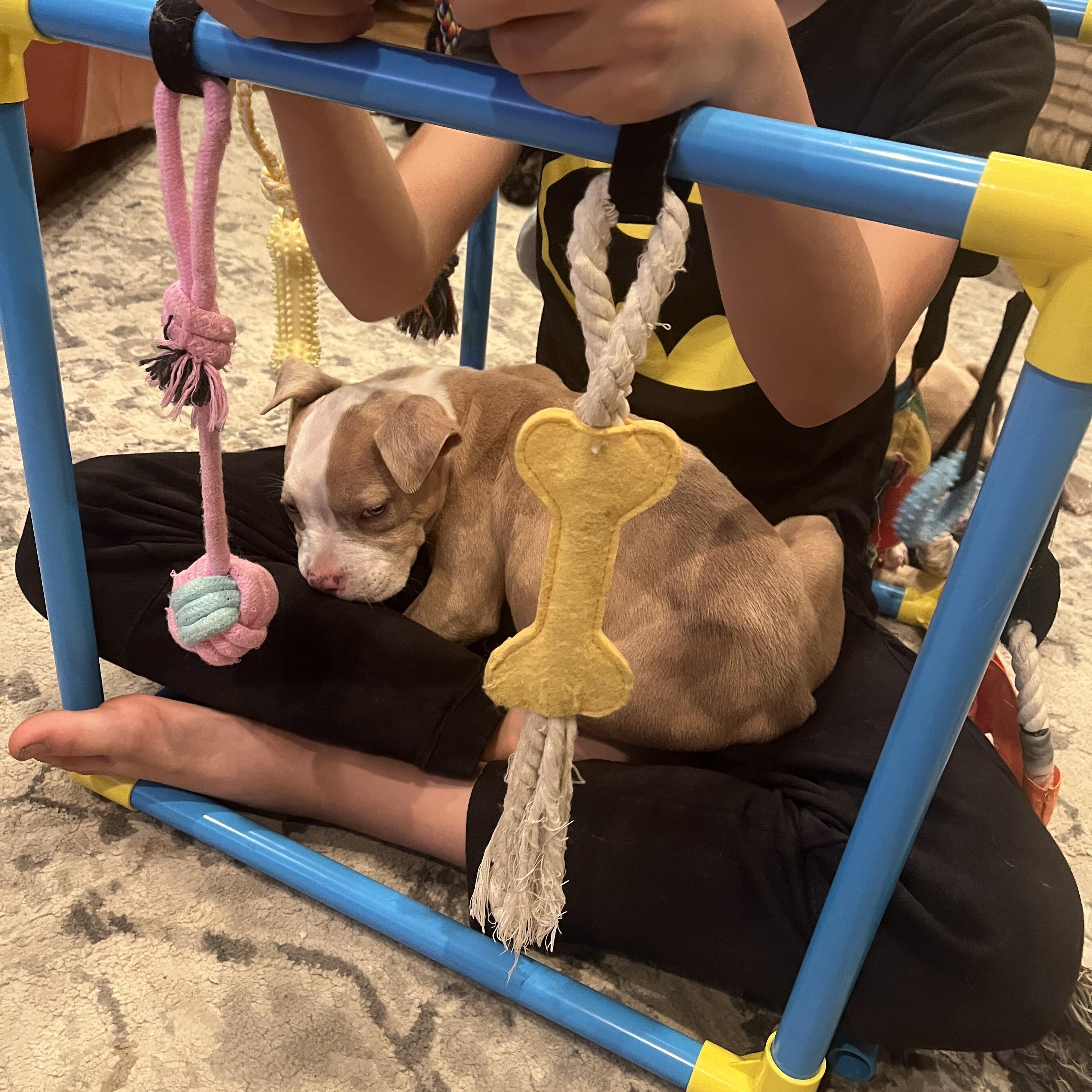 Enlarge Princess Safia, a ADOPTABLE Pit Bull Terrier in Little River, SC image 6/6