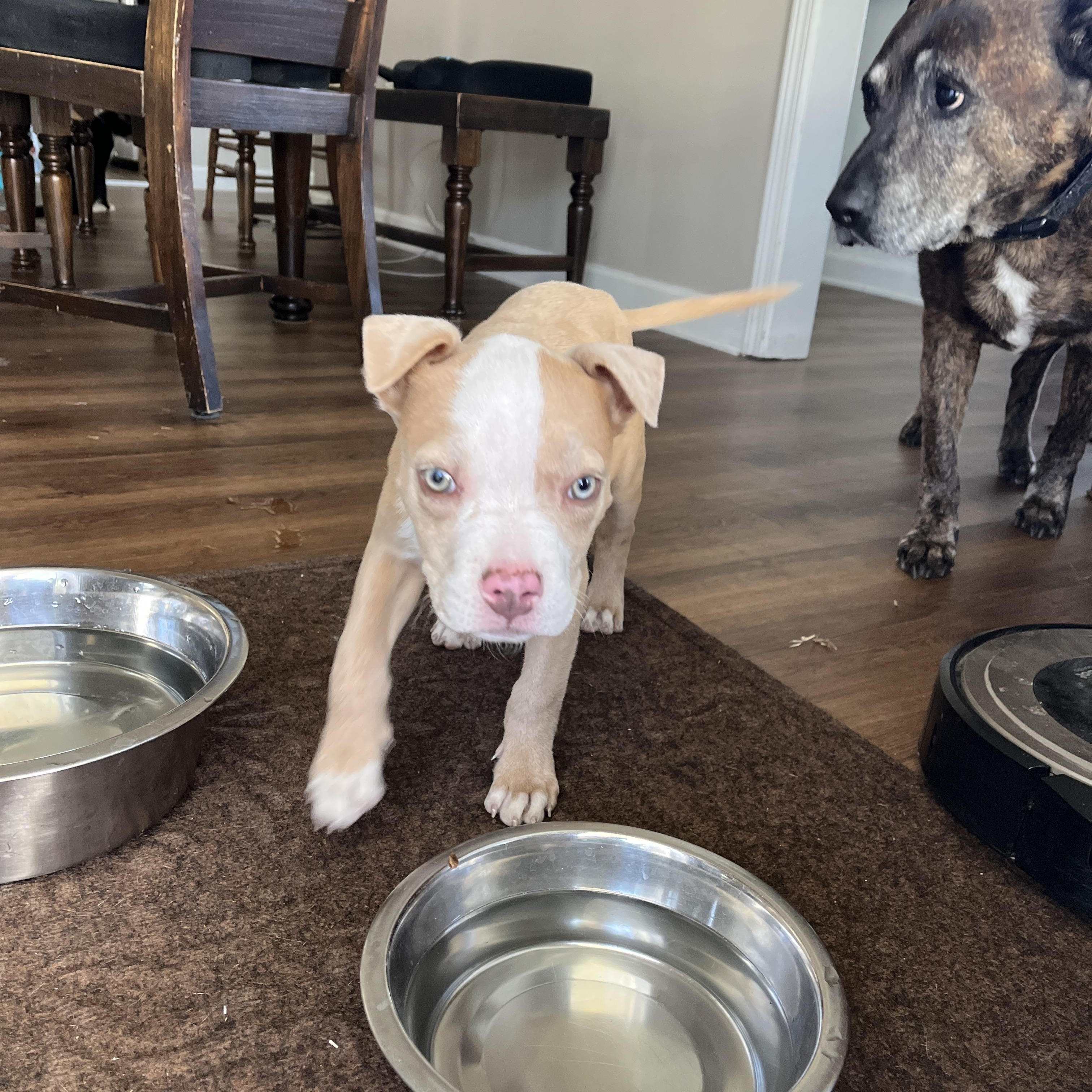 Enlarge Princess Safia, a ADOPTABLE Pit Bull Terrier in Little River, SC image 5/6