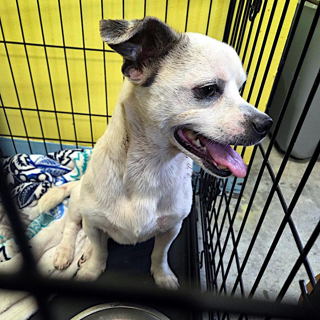 Trooper, a ADOPTABLE mixed breed in Sulphur, KY image 6/6