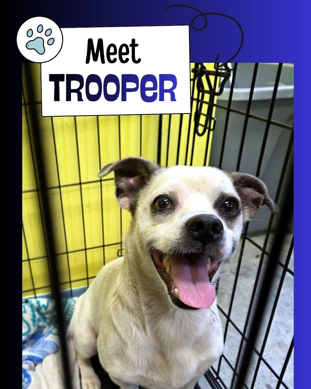 Trooper, a ADOPTABLE mixed breed in Sulphur, KY image 1/6