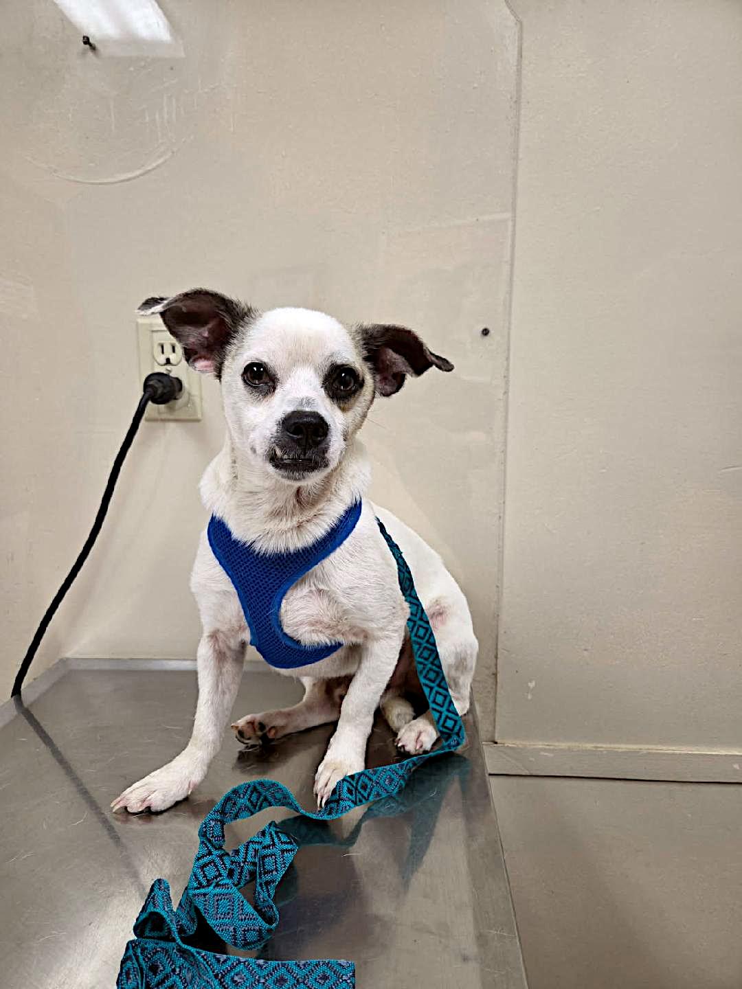 Trooper, a ADOPTABLE mixed breed in Sulphur, KY image 2/6