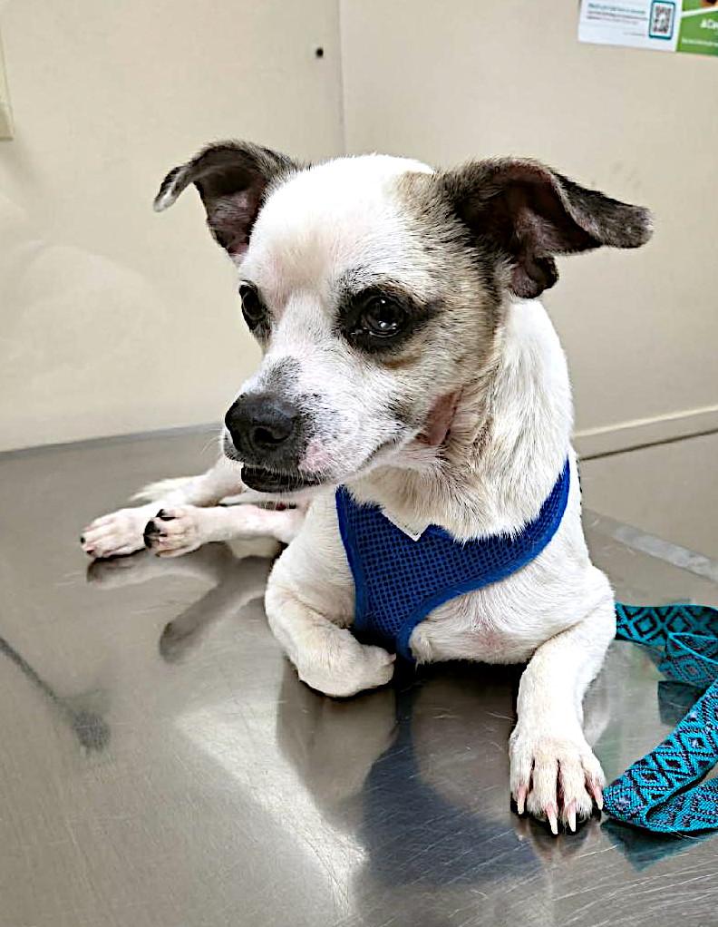 Trooper, a ADOPTABLE mixed breed in Sulphur, KY image 4/6