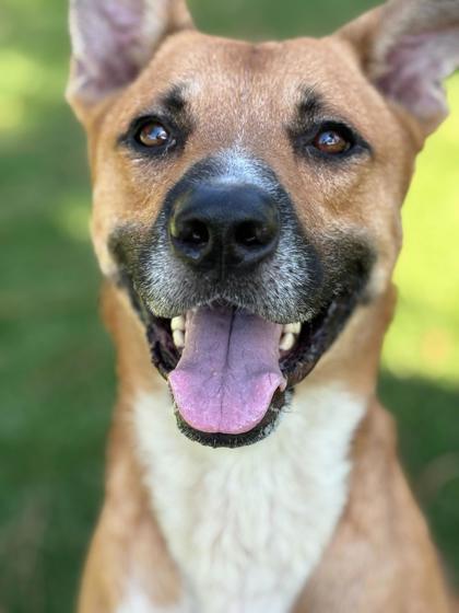 Enlarge Boomer - 2, a Adoptable mixed breed in Daytona Beach, FL image 1/2
