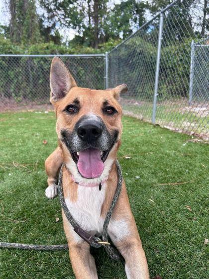 Enlarge Boomer - 2, a Adoptable mixed breed in Daytona Beach, FL image 2/2