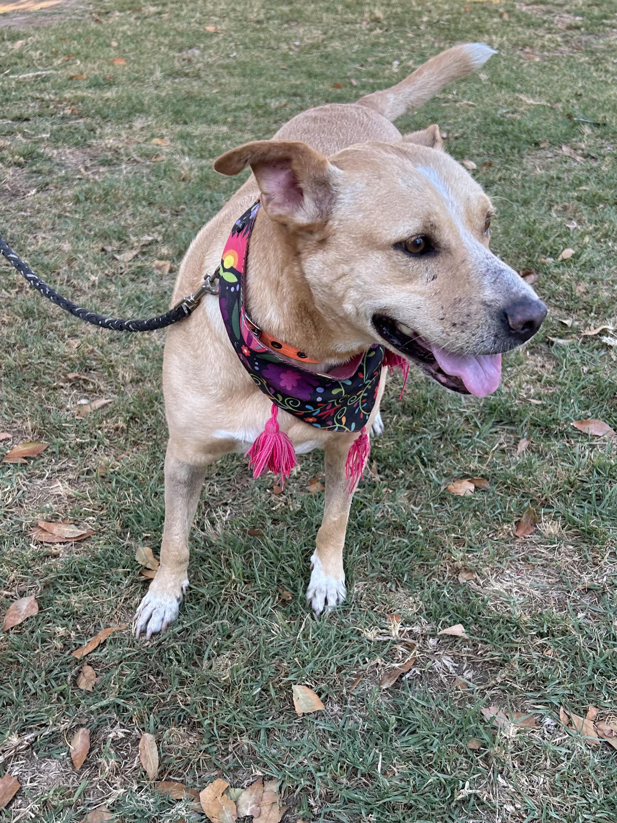 Enlarge COCO, a ADOPTABLE mixed breed in Bell Gardens, CA image 5/6