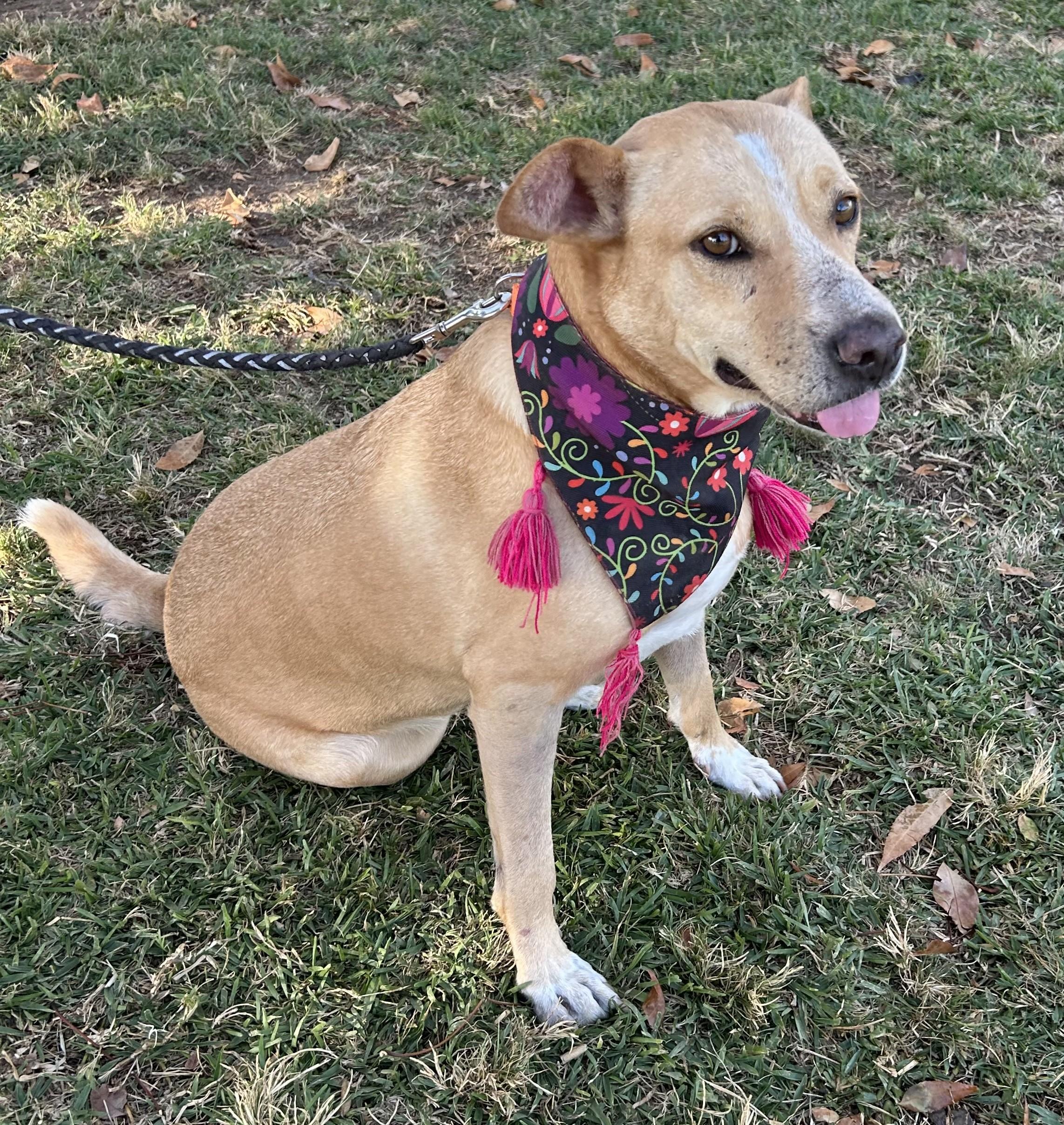 Enlarge COCO, a ADOPTABLE mixed breed in Bell Gardens, CA image 4/6
