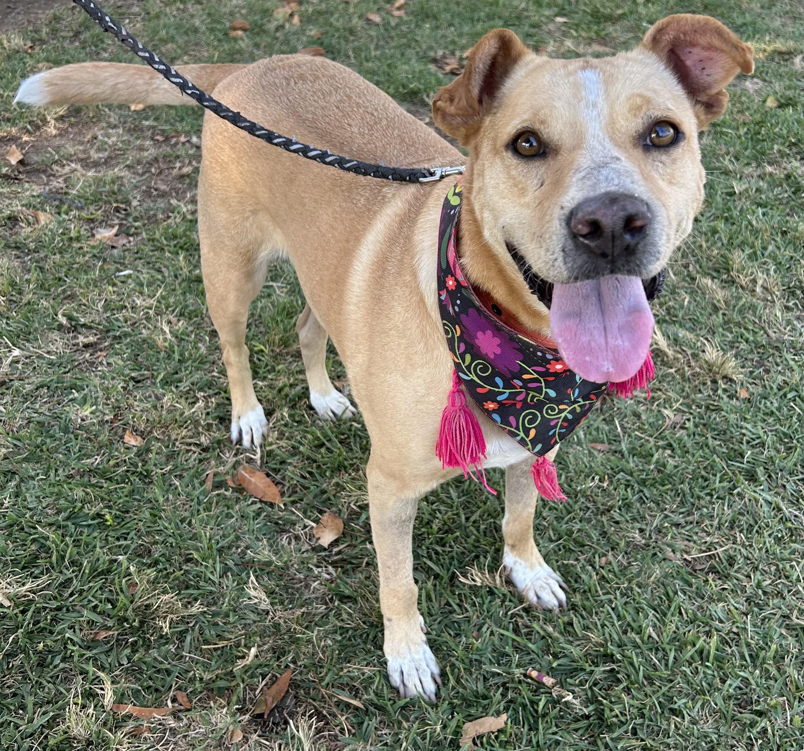 Enlarge COCO, a ADOPTABLE mixed breed in Bell Gardens, CA image 2/6
