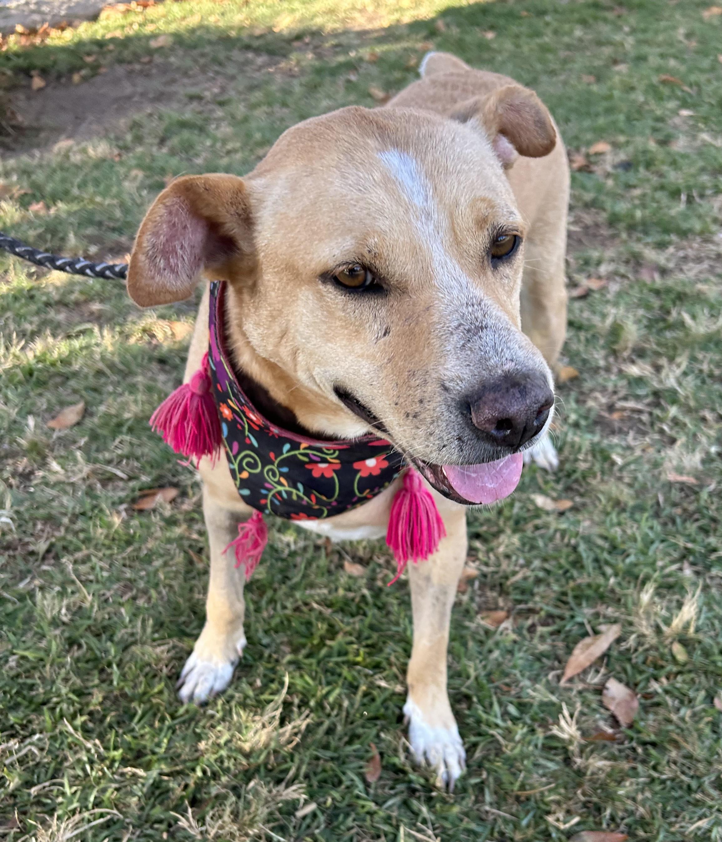 Enlarge COCO, a ADOPTABLE mixed breed in Bell Gardens, CA image 3/6
