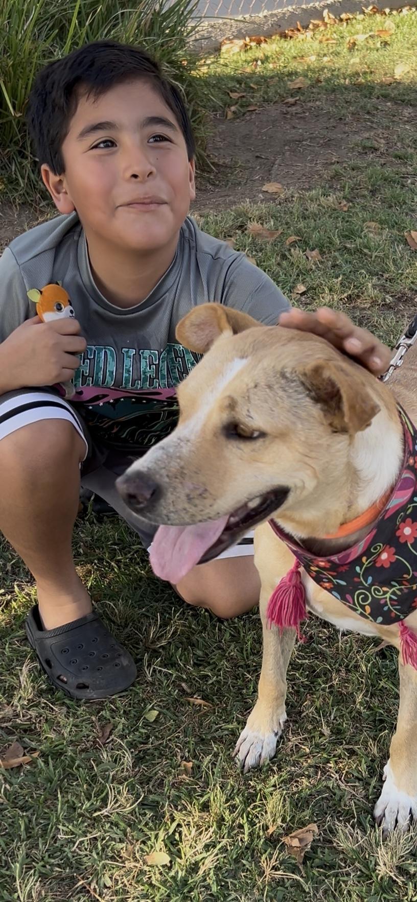 Enlarge COCO, a ADOPTABLE mixed breed in Bell Gardens, CA image 6/6