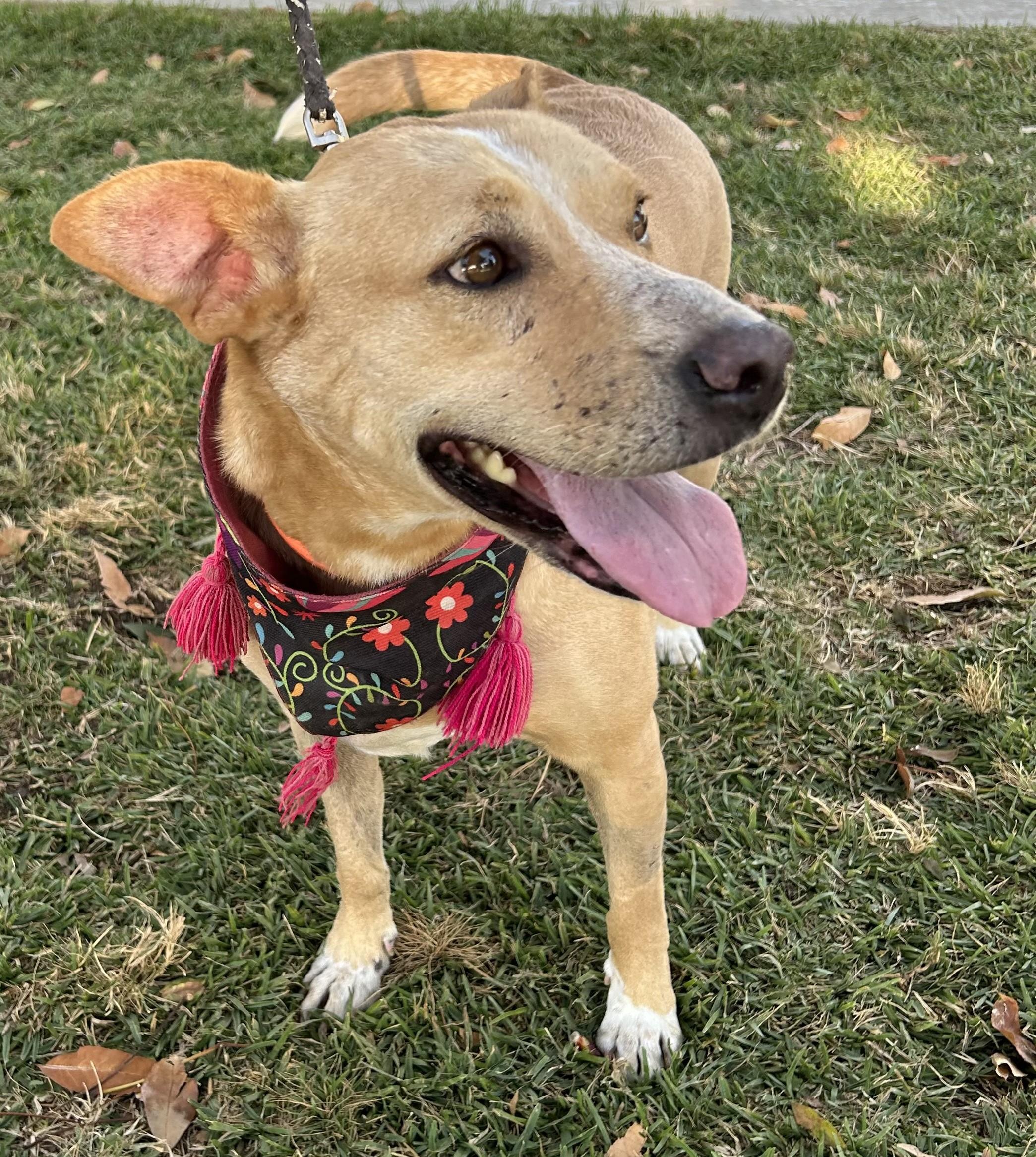 COCO, ADOPTABLE, Adult Female Carolina Dog.