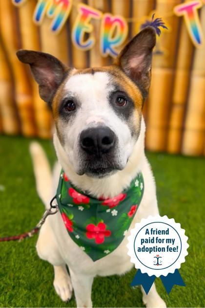 Enlarge Trev, an adopted Mixed Breed in Miamitown, OH image 2/3