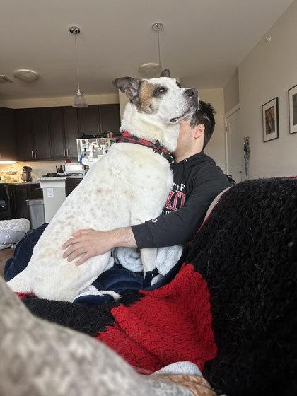 Enlarge Trev, an adopted Mixed Breed in Miamitown, OH image 3/3