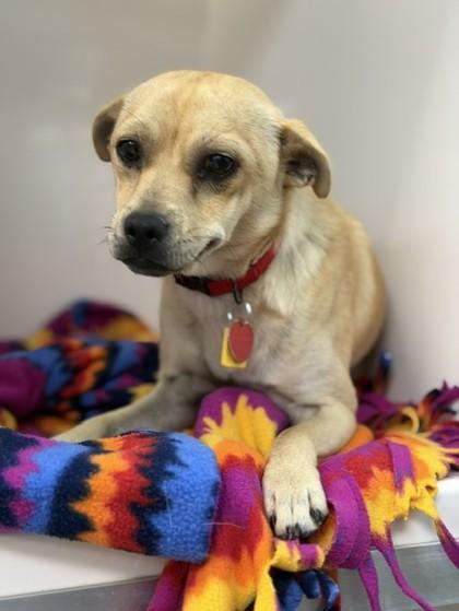 Enlarge Cooper, an adopted Mixed Breed in Stanwood, WA image 2/2