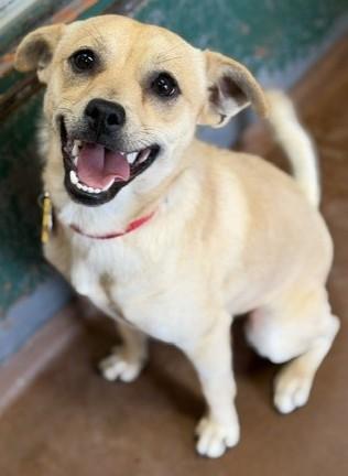 Cooper, adopted, Adult Male Mixed Breed.