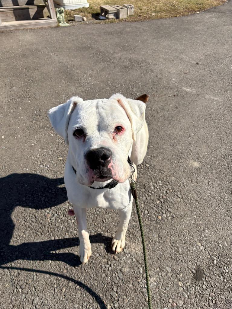 Jackson, Adoptable, Adult Male Boxer.