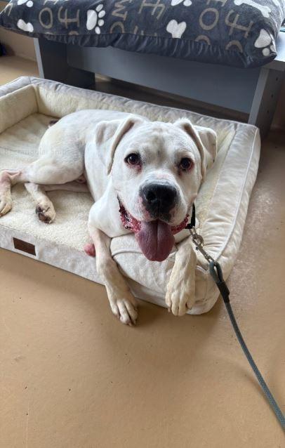 Jackson, a Adoptable Boxer in Waverly, NY image 2/6