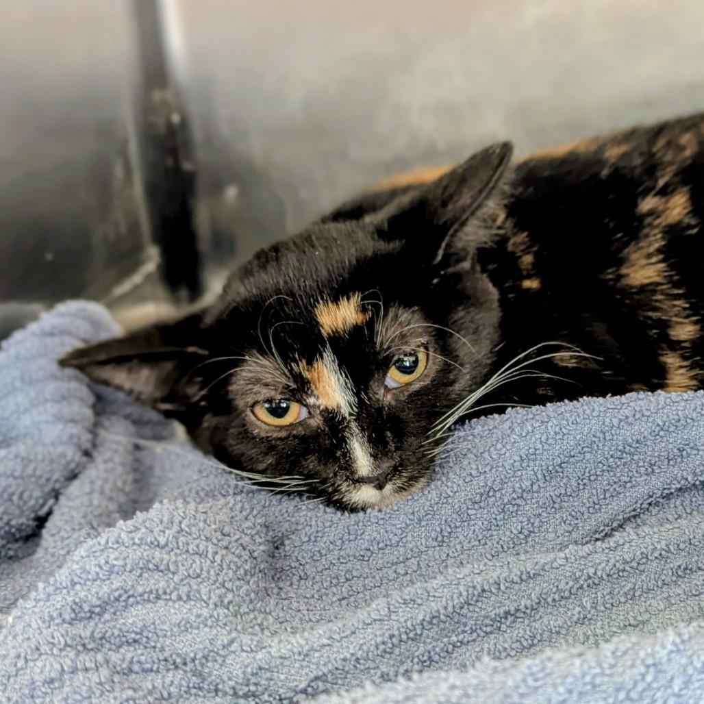 Enlarge Tonya, a Adoptable Domestic Short Hair in Marysville, OH image 1/1