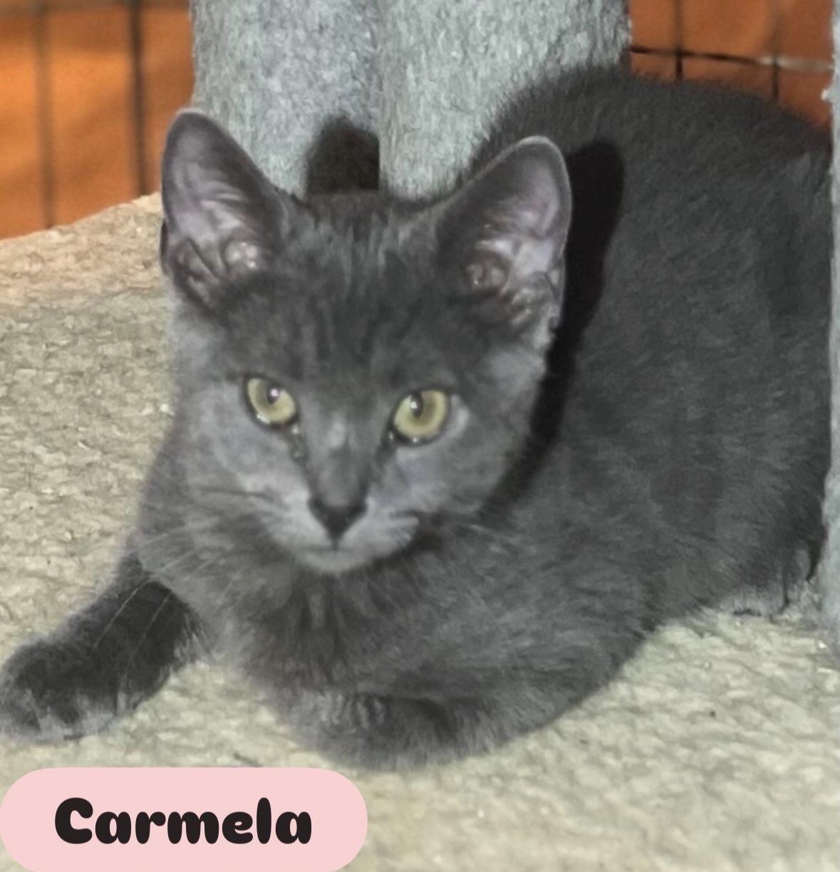 Enlarge Sophia Mario Lena Marco Carmela Anthony, a Adoptable Domestic Short Hair in Staten island, NY image 3/5