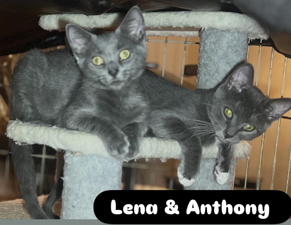 Enlarge Sophia Mario Lena Marco Carmela Anthony, a Adoptable Domestic Short Hair in Staten island, NY image 5/5