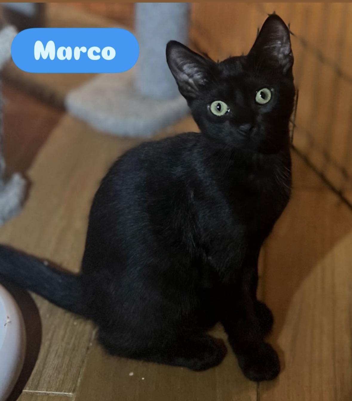 Enlarge Sophia Mario Lena Marco Carmela Anthony, a Adoptable Domestic Short Hair in Staten island, NY image 2/5