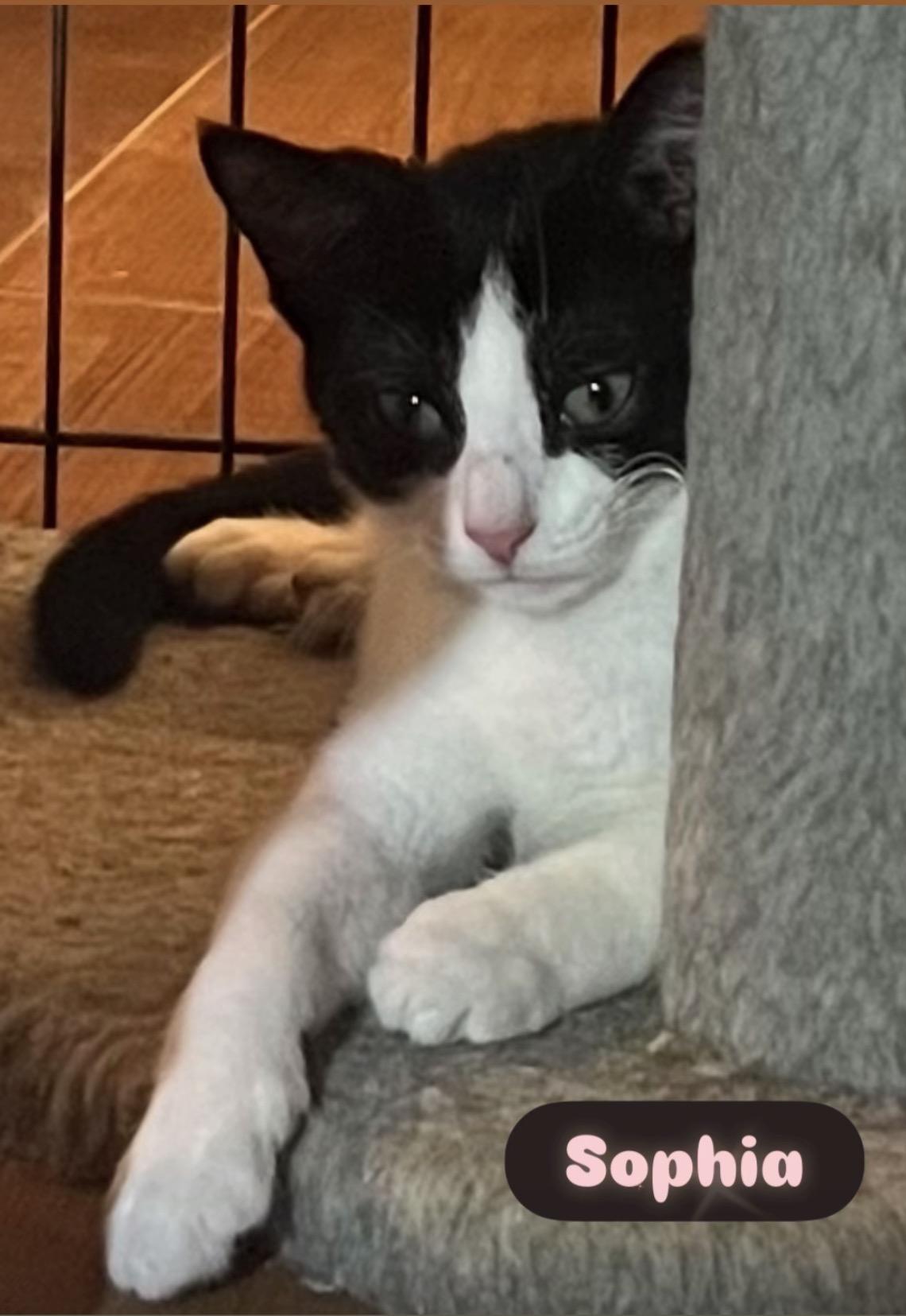 Enlarge Sophia Mario Lena Marco Carmela Anthony, a Adoptable Domestic Short Hair in Staten island, NY image 4/5