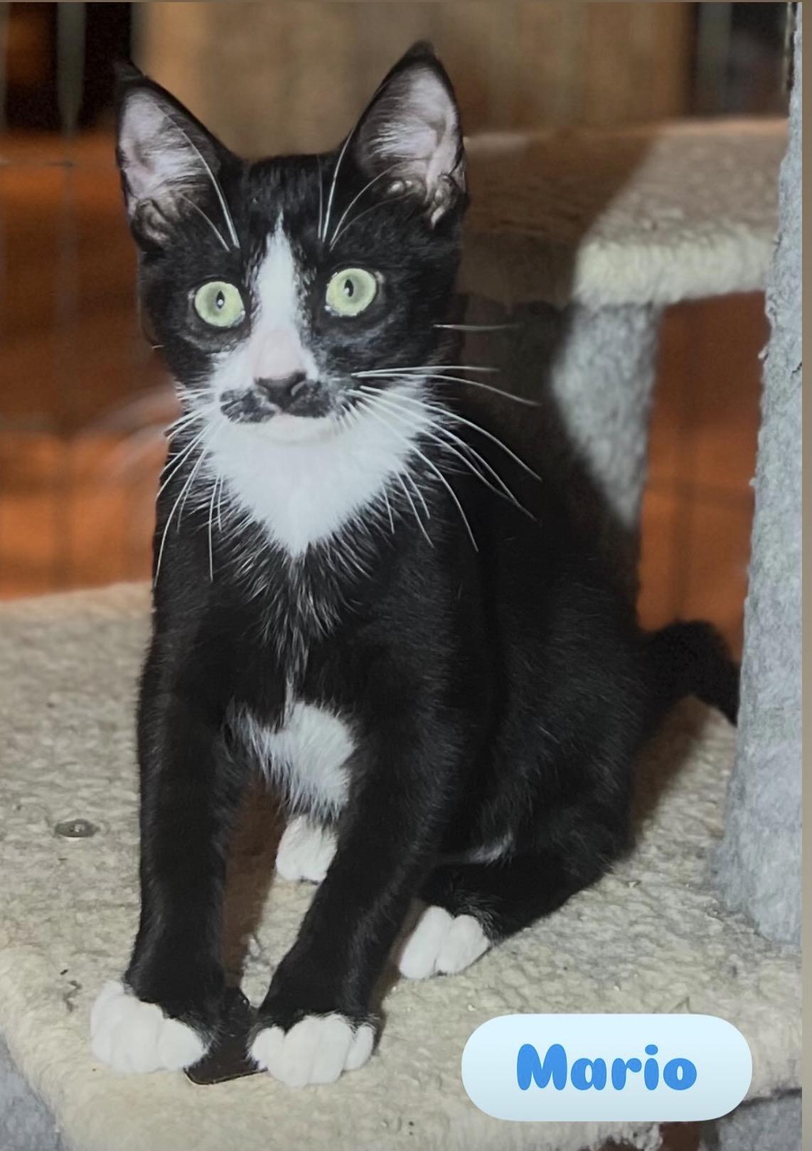 Sophia Mario Lena Marco Carmela Anthony, Adoptable, Kitten Male Domestic Short Hair.