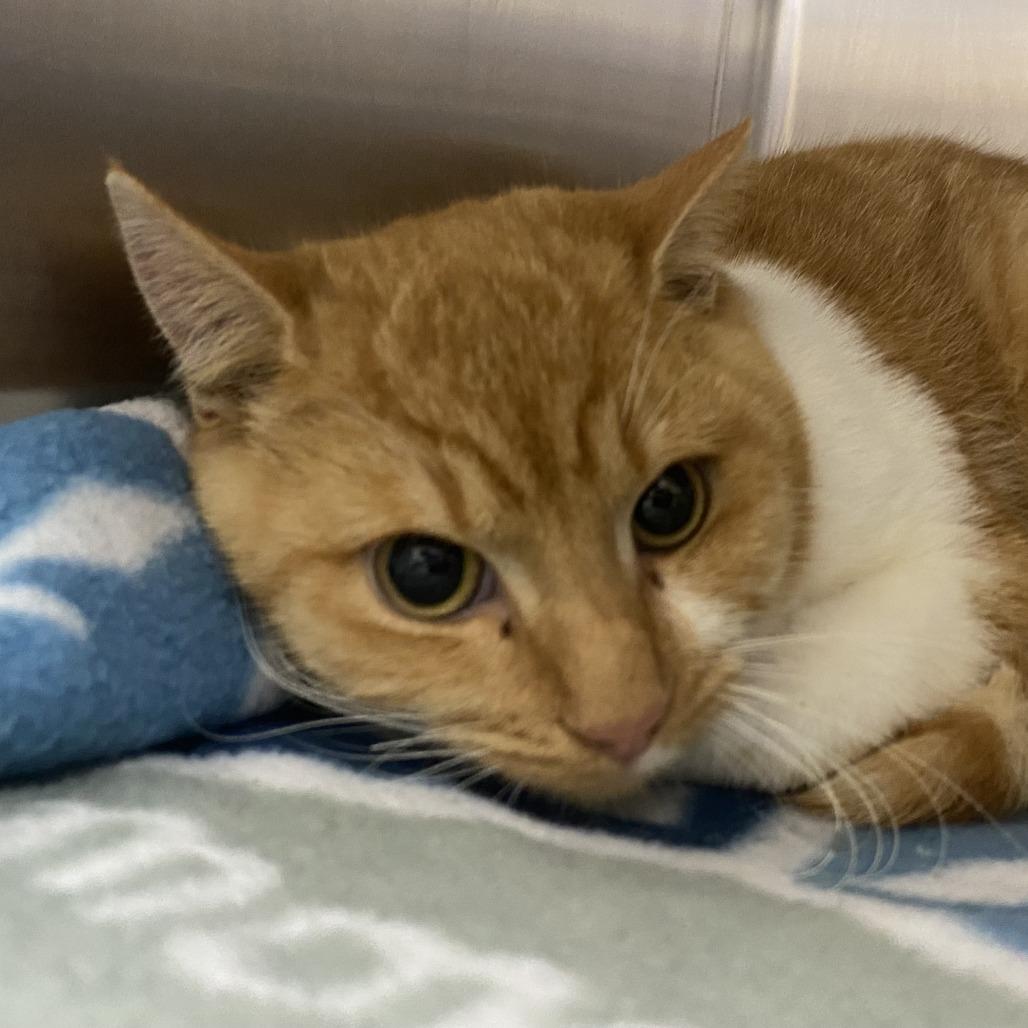 Cleo - 112002T, a Adoptable Domestic Short Hair in Tupelo, MS image 1/2