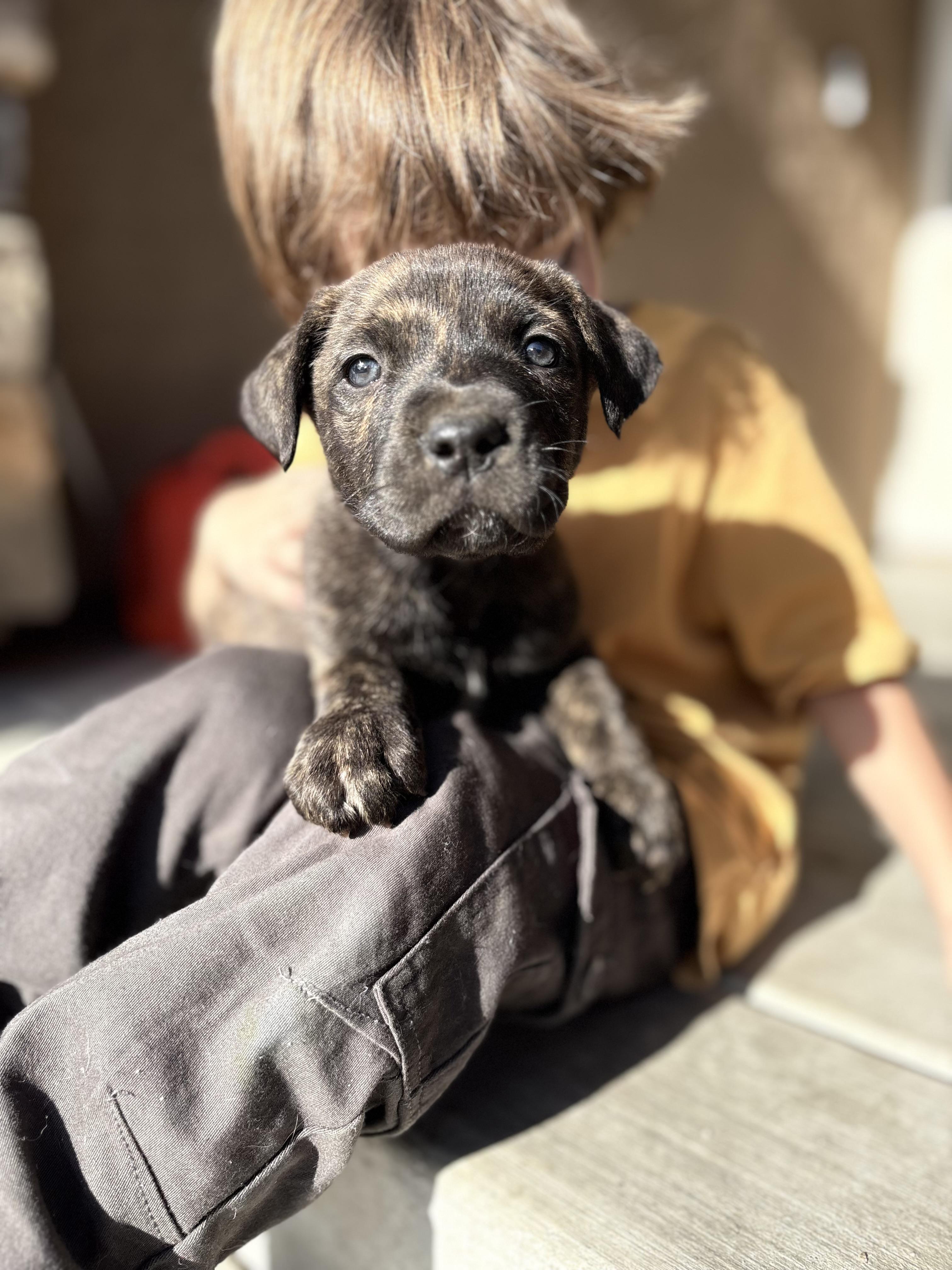 Enlarge Pepsi, Sunkist, Pepper and Cola, an adopted mixed breed in Seattle , WA image 4/5
