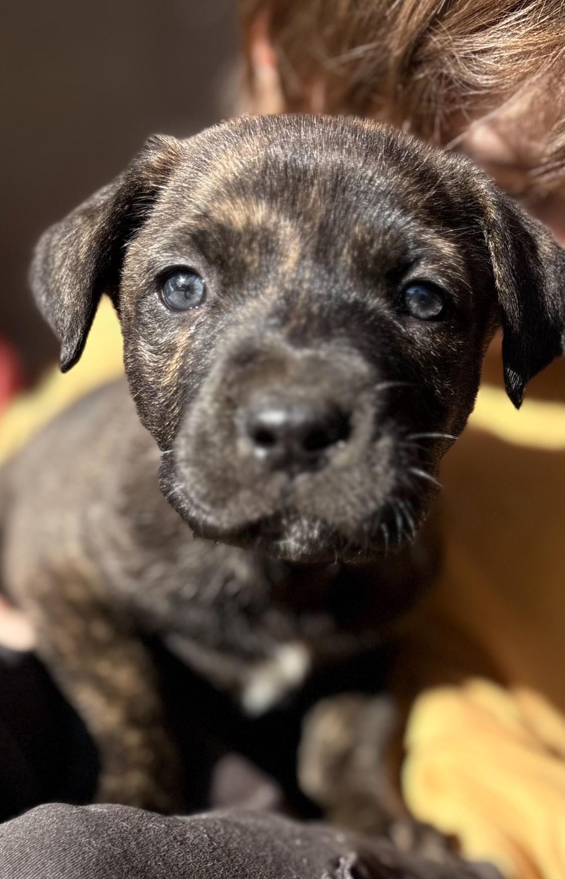 Enlarge Pepsi, Sunkist, Pepper and Cola, an adopted mixed breed in Seattle , WA image 5/5