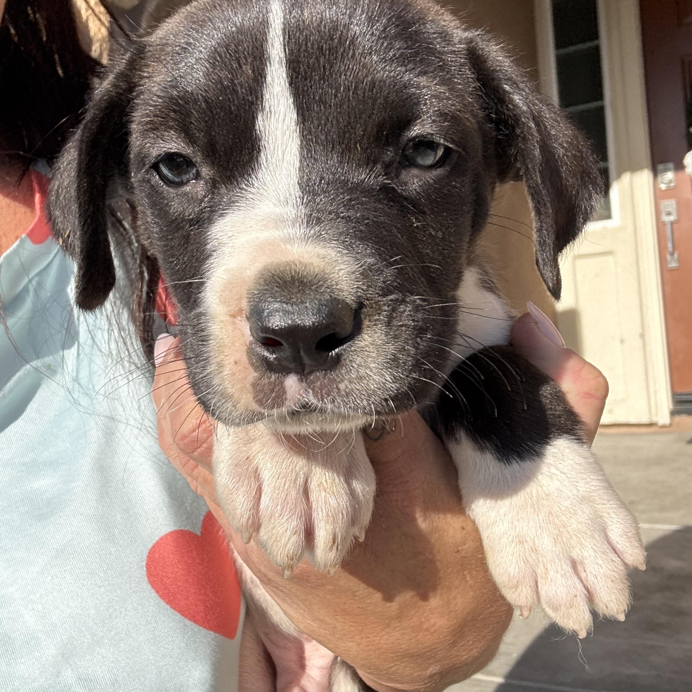 Enlarge Pepsi, Sunkist, Pepper and Cola, an adopted mixed breed in Seattle , WA image 2/5