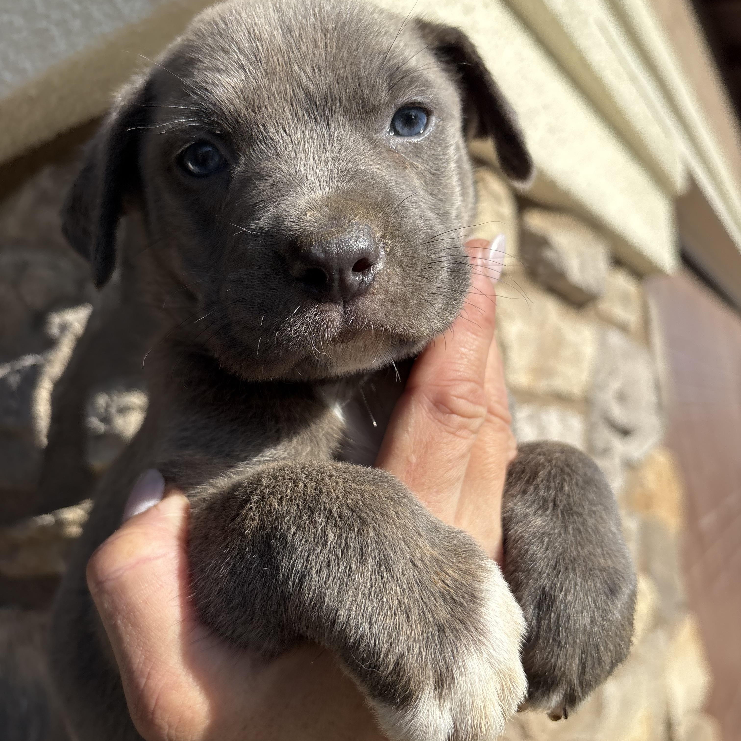 Pepsi, Sunkist, Pepper and Cola, adopted, Puppy Male Mastiff & Shepherd.