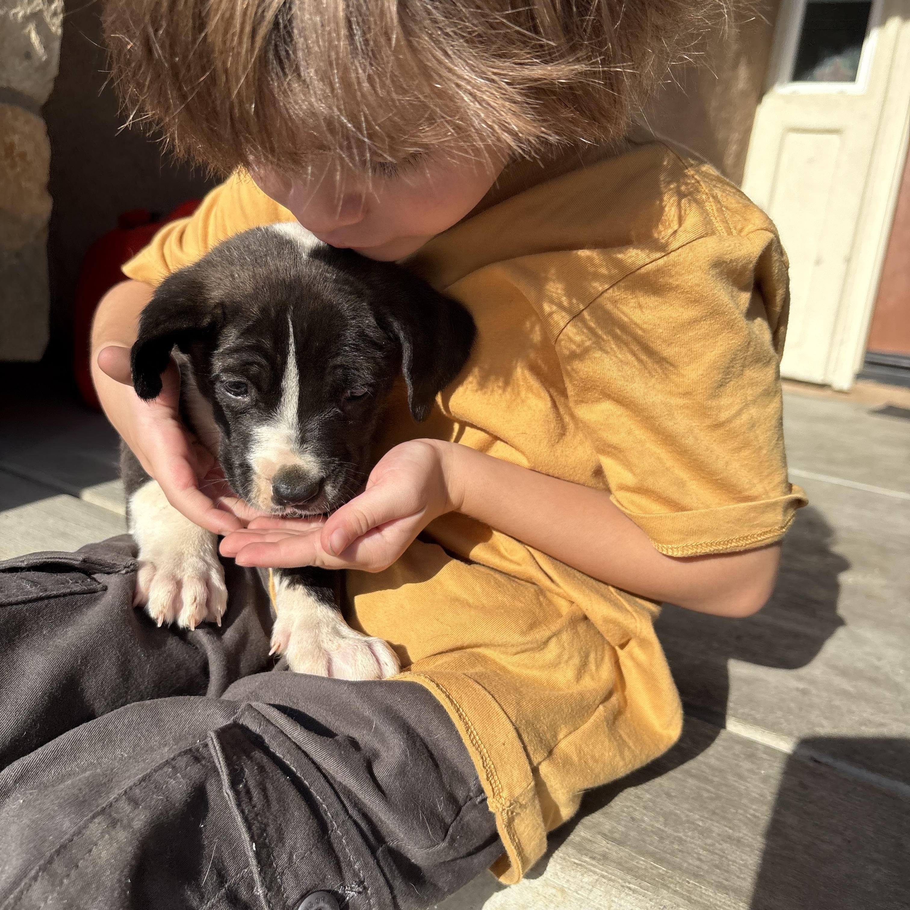 Enlarge Pepsi, Sunkist, Pepper and Cola, an adopted mixed breed in Seattle , WA image 3/5