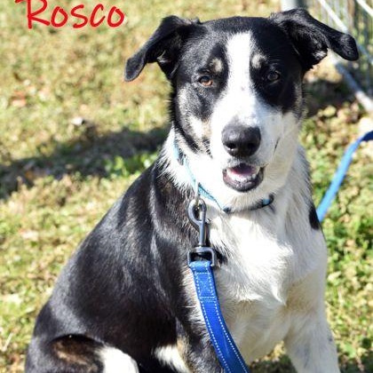 Rosco — thumbnail 2