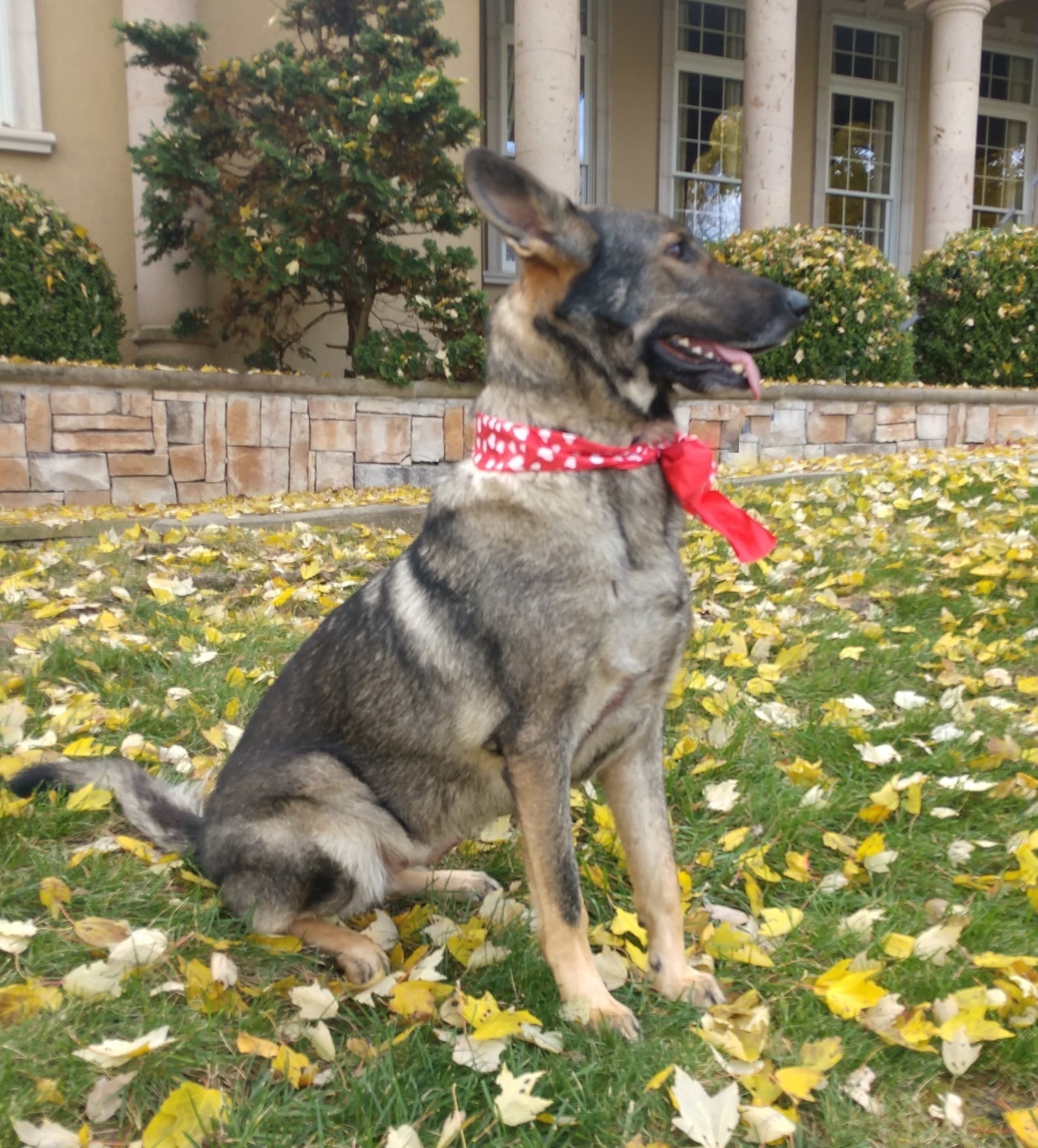 Flower, a Adoptable mixed breed in Springfield, MO image 1/10