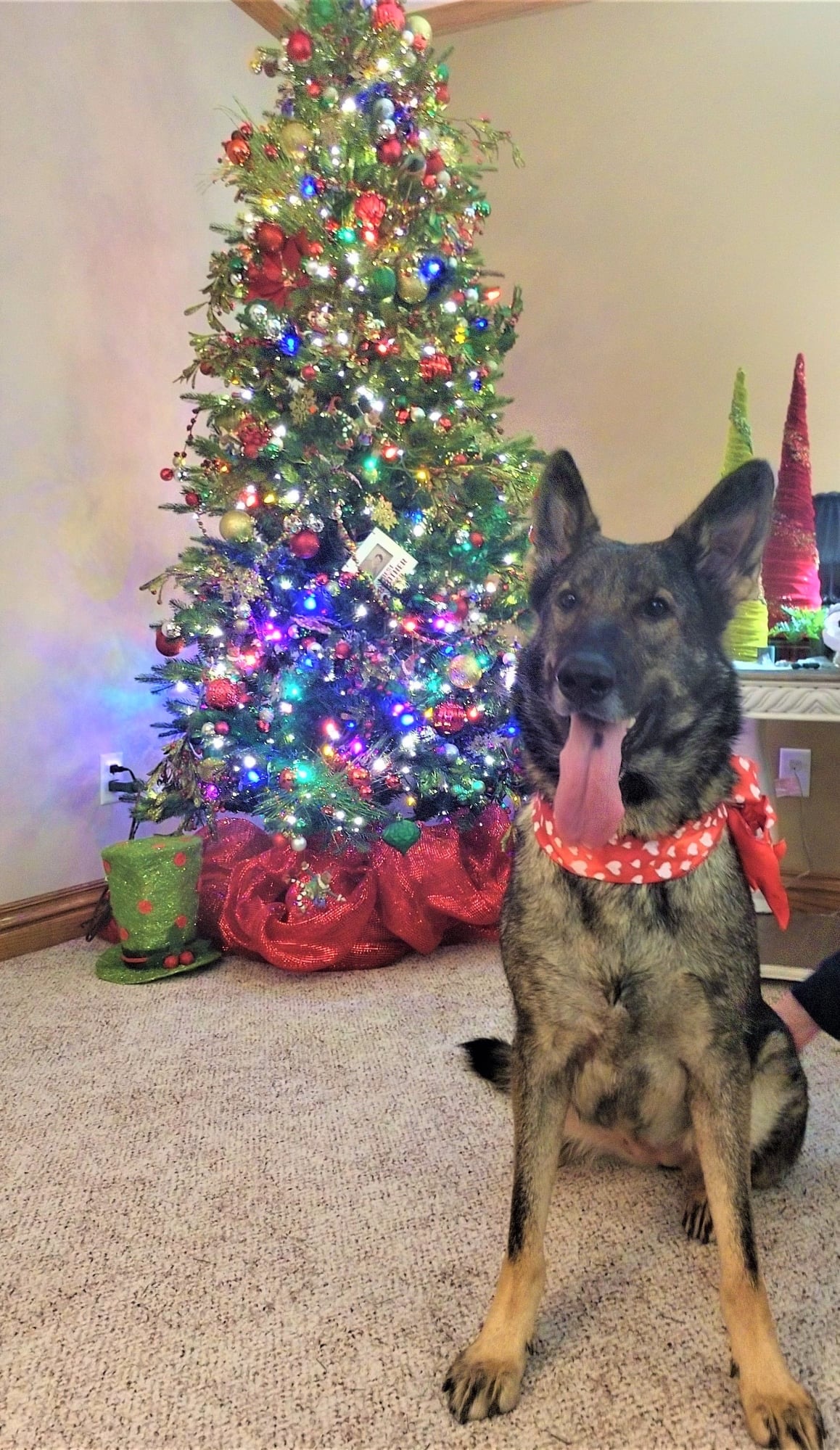 Flower, a Adoptable mixed breed in Springfield, MO image 2/10