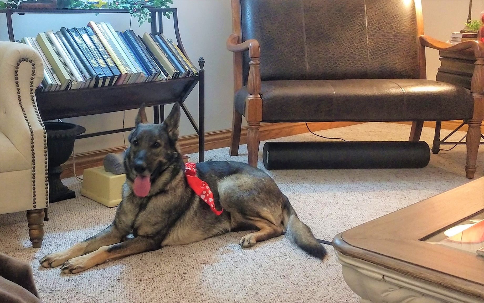 Flower, a Adoptable mixed breed in Springfield, MO image 3/10