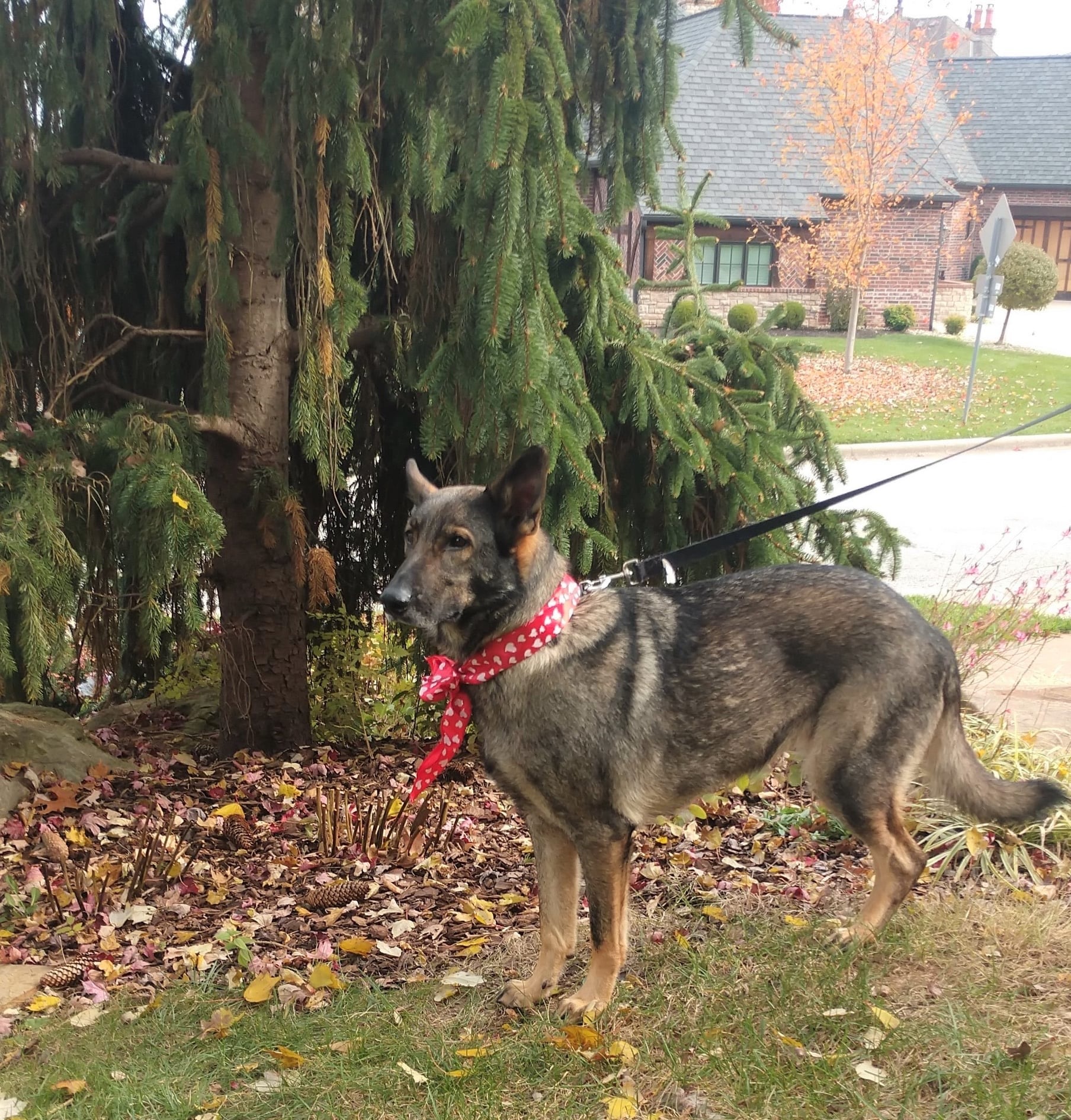 Flower, a Adoptable mixed breed in Springfield, MO image 5/10